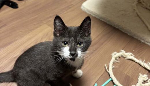 No.Ｃ2688　ウイラニくん　男子　募集中