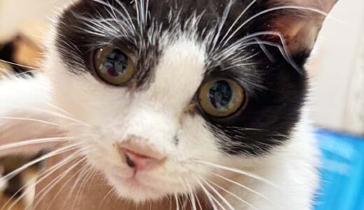 No.Ｃ2687　カヒアくん　男子　募集中