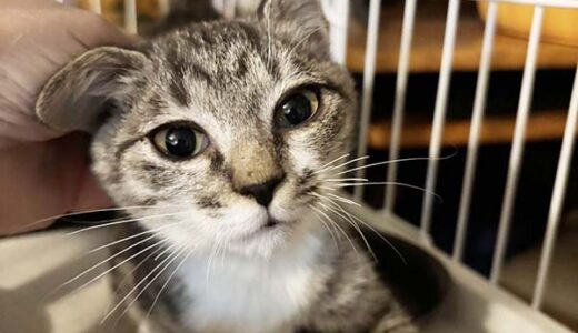 No.Ｃ2686　アラちゃん　女子　募集中