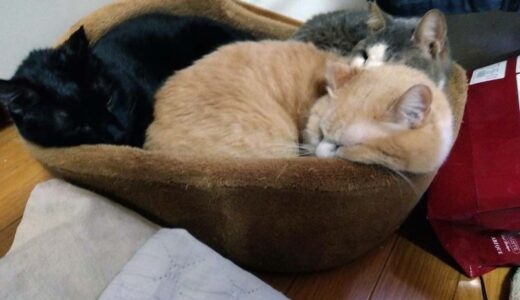 はなわくん、まーくん、ぼたもちくん