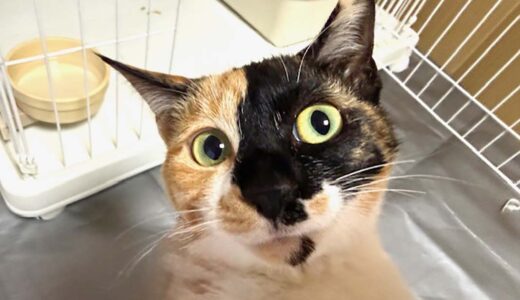 No.Ｃ2712　ミミちゃん　女子　募集中