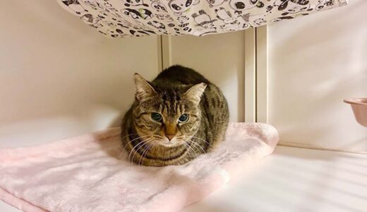 No.Ｃ2049　そろりちゃん　女の子　募集中