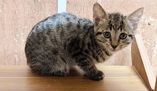 No.Ｃ2719　マリンくん　男子　募集中