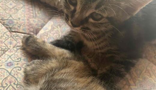 No.Ｃ2680　タイショーくん　男子　募集中