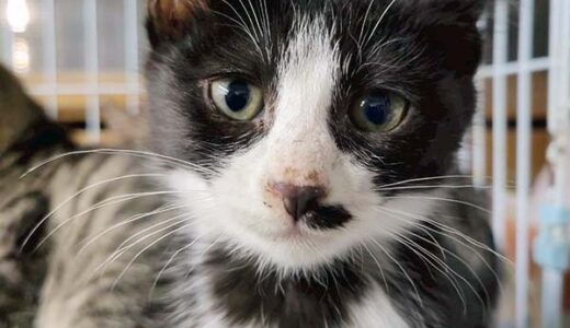 No.Ｃ2721　ヒスイちゃん　女子　募集中