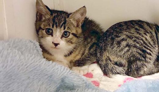 No.Ｃ2720　シェルちゃん　女子　募集中