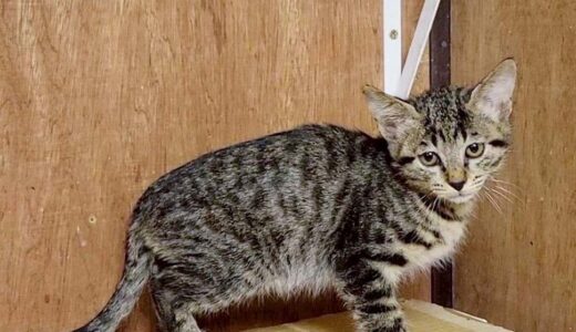 No.Ｃ2714　アメジストくん　男子　募集中