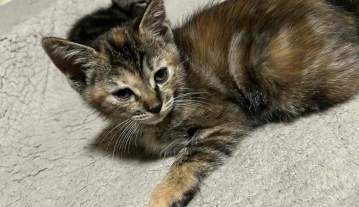 No.Ｃ2681　ちび丸ちゃん　女子　募集中