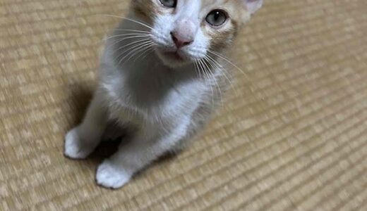 No.Ｃ2685　ハム太郎くん　男子　募集中