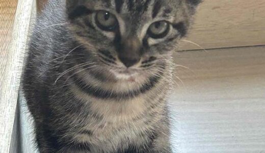 No.Ｃ2682　リボンちゃん　女子　募集中