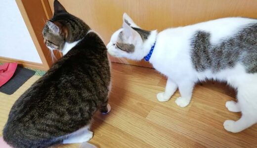 ひーくん、茶茶ちゃん