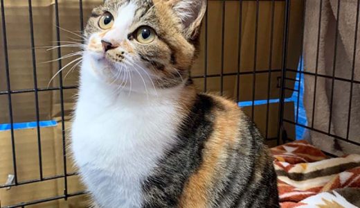 No.Ｃ1463    ゆずちゃん   女子　募集中