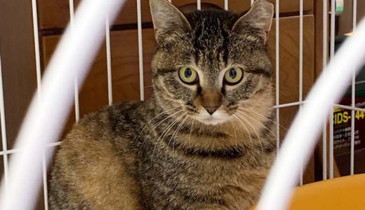 No.Ｃ1464    ビビちゃん   女子　募集中