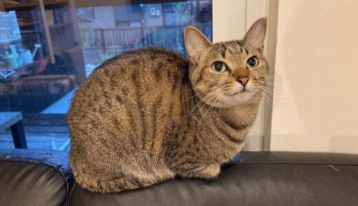 迷子猫さんがいます ( 下松市切山 付近 )