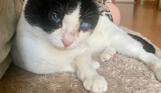 迷子猫を探しています  ( 下松市山田小迫周辺 付近 ) →解決。無事にお家に戻りました。