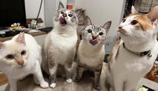 タラくん、ラテくん、しらすちゃん、チミーくん