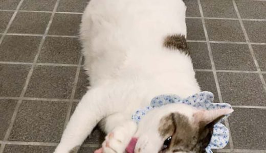 No.Ｃ2106　大吉くん　男子　星になりました。