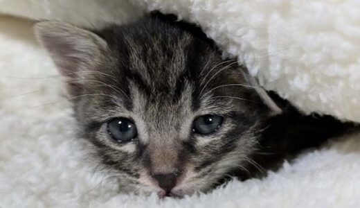 No.Ｃ2679　大くん　男子　