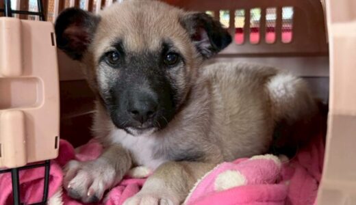 No.D985　ホワイトちゃん　女の子　ご家族募集中