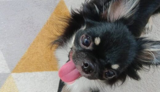 No.D980　ワンくん　チワワ　トライアル中