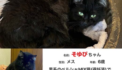 迷子猫さんがいます ( 下松市桜町 付近 )