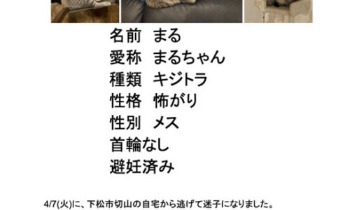 迷子猫さんがいます ( 下松市切山 付近 )