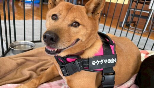 No.D547　もみじちゃん　女子　ご家族募集中