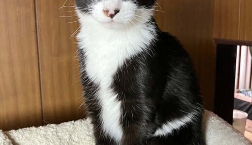 No.Ｃ2710　サラちゃん　女子　募集中