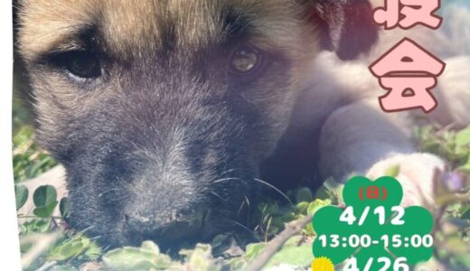 4月譲渡会 開催のお知らせ　4/12,4/26