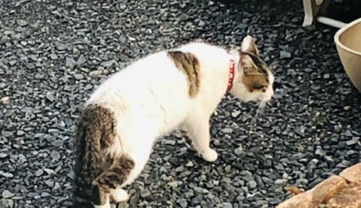 山口市大内千坊(中村地区)辺り　で迷い猫さんがいます。
