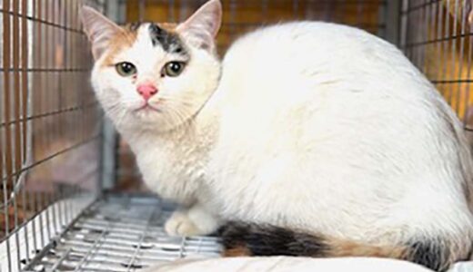 No.Ｃ2711　カプアちゃん　女子　募集中