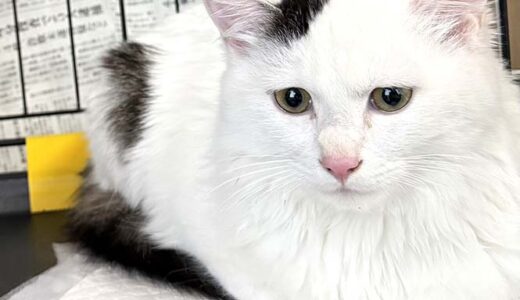 No.Ｃ2712　アロくん　男子　募集中