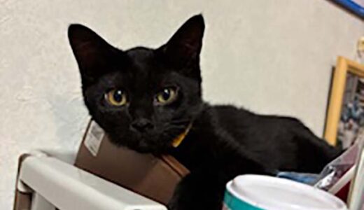 No.Ｃ2580　レナちゃん　女子　