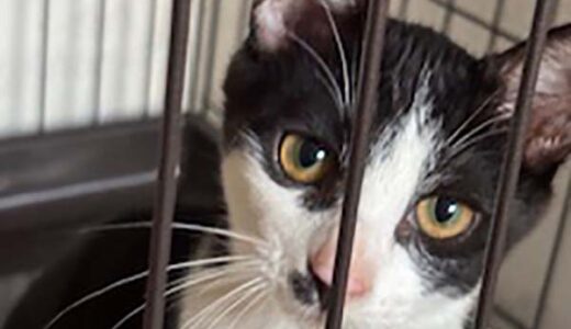 No.Ｃ2647　キリくん　男子　募集中