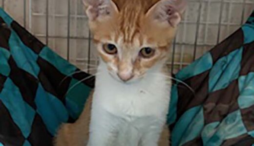 No.Ｃ2649　アロコちゃん　女子　