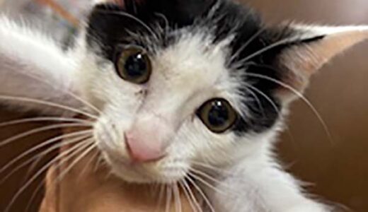 No.Ｃ2662　ハウオリくん　男子　募集中