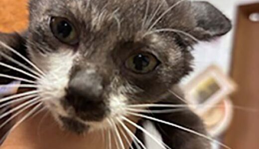 No.Ｃ2688　ウイラニくん　男子　募集中