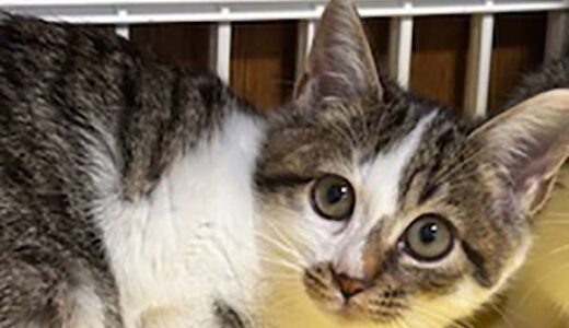 No.Ｃ2690　メレちゃん　女子　募集中