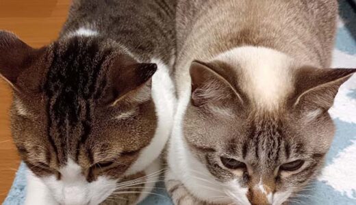 にゃすけくん、こまちちゃん