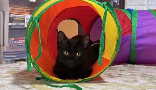 No.Ｃ2598　いくらちゃん　女子　募集中