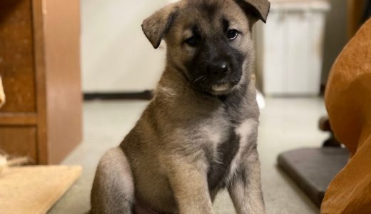 No.Ｄ861    チュウヤくん　ご家族募集中