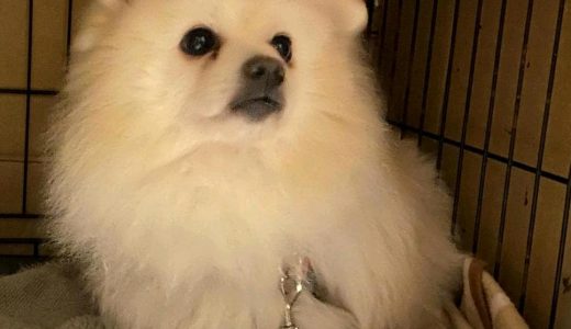 No.Ｄ868   ポメラニアン　チャオくん　ご家族募集中(トライアル予定があります)
