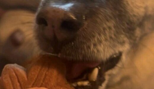 和夲(わと)くん